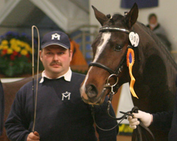 Mit dem Hengst Vito v. Visconto - hier bei dessen Körung - und Diskaro v. Top Dark Dream ist Mario Krüger Zweiter bei den Ponyzüchtern.